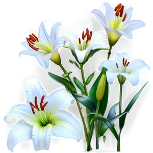 Lilies In Moonlight PNG 64