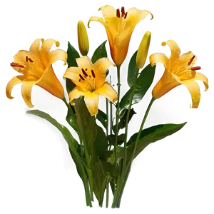 Lilies In Sunset Png 06282024 PNG image