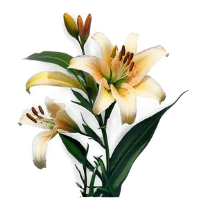 Lilies In Sunset PNG 06282024