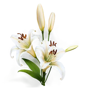 Lilies In Sunset PNG Rni