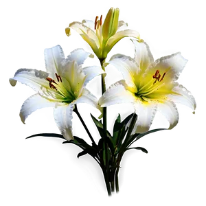 Lilies In Sunshine PNG 06282024
