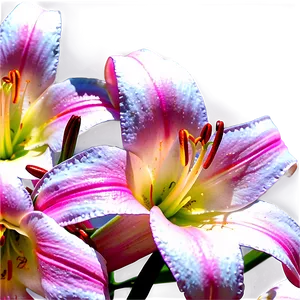 Lilies In Sunshine PNG Tvb