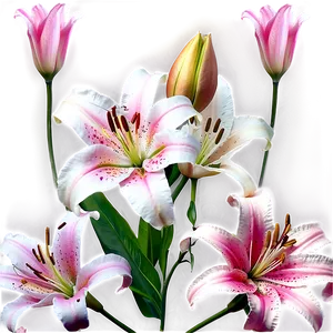 Lilies In Sunshine PNG Xte57 PNG