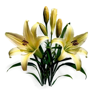 Lilies Under Moonlight Png 77 PNG image