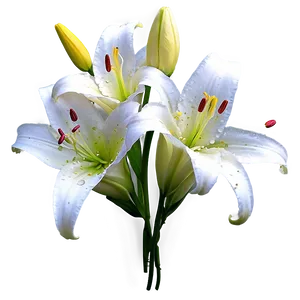 Lilies With Dewdrops PNG 06282024