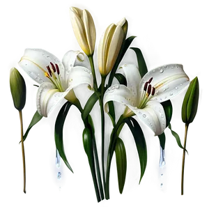 Lilies With Dewdrops PNG 06282024