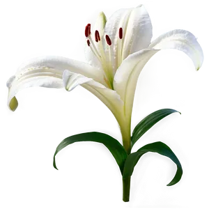 Lily Flower A PNG image