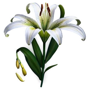 Lily Flower Art PNG Qhe