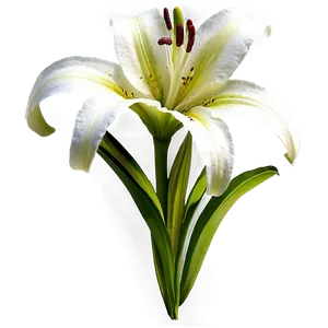 Lily Flower B PNG image