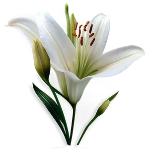 Lily Flower Background PNG 06272024