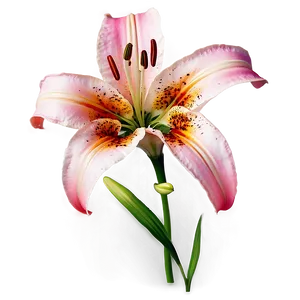 Lily Flower Background PNG Afy