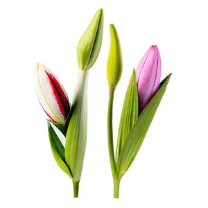 Lily Flower Bud PNG 73