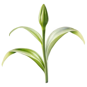 Lily Flower Bud PNG Dgs