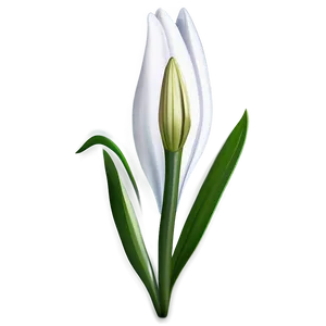 Lily Flower Bud PNG Jiy4 PNG