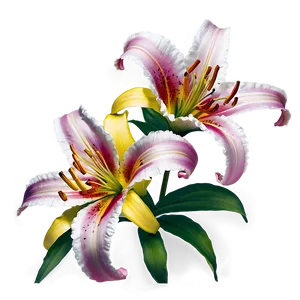 Lily Flower C PNG image