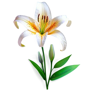 Lily Flower Clipart PNG 2