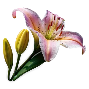 Lily Flower Close Up PNG 06272024 PNG
