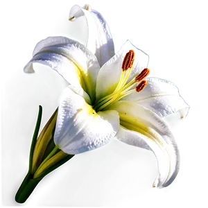 Lily Flower Close Up PNG 88 PNG