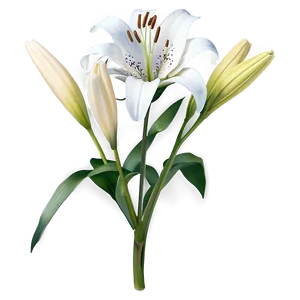 Lily Flower D PNG image