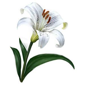 Lily Flower Drawing PNG Kpk