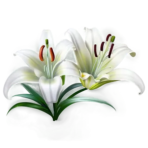 Lily Flower Drawing PNG Kwx93 PNG