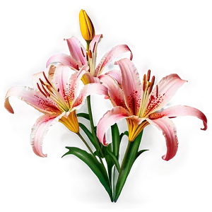 Lily Flower Field PNG 85 PNG
