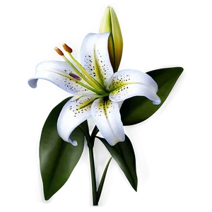 Lily Flower Icon PNG 46