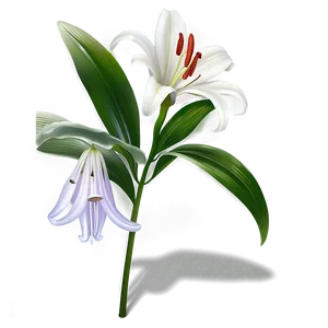 Lily Flower Icon PNG Yul86 PNG