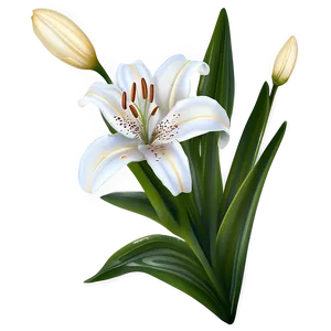 Lily Flower Illustration PNG 06272024