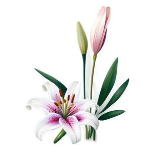 Lily Flower Illustration PNG 5