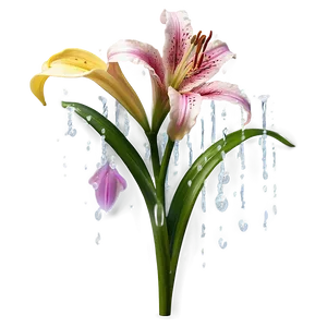 Lily Flower In Rain PNG 06272024