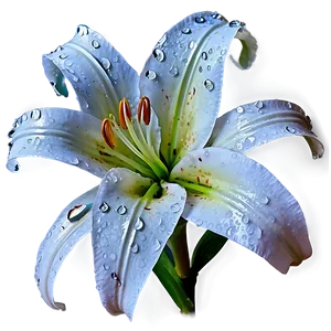 Lily Flower In Rain PNG 77 PNG