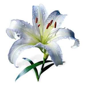 Lily Flower In Snow PNG Bqu