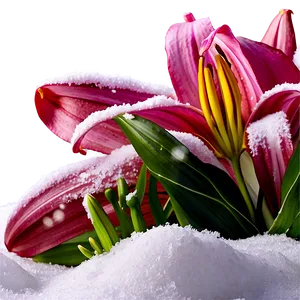 Lily Flower In Snow PNG Dbc PNG