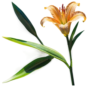 Lily Flower In Sunlight PNG Gnt3 PNG