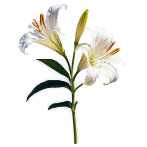 Lily Flower In Sunlight PNG Ieq