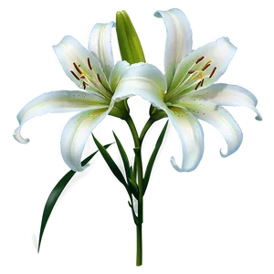 Lily Flower Outline Png 87 PNG image