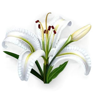 Lily Flower Outline Png Vrt33 PNG image