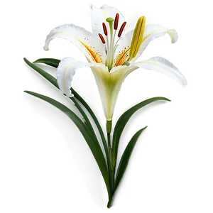 Lily Flower Pattern PNG 79