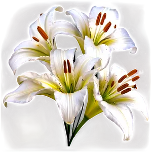 Lily Flower Petals PNG 95