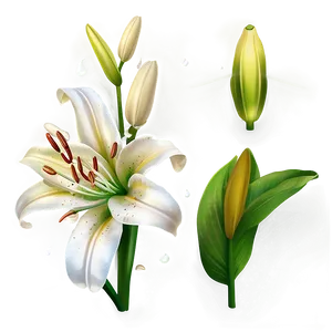 Lily Flower Petals PNG Bvd PNG