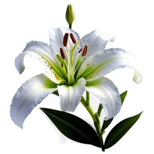 Lily Flower Png Xuo31 PNG image