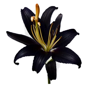 Lily Flower Silhouette PNG Lml28 PNG