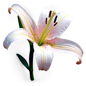 Lily Flower Sketch PNG 49