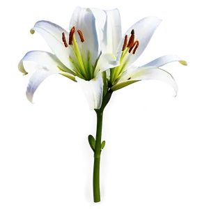 Lily Flower Sketch PNG Fjj14 PNG