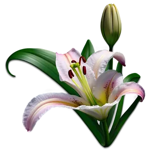 Lily Flower Tattoo Design PNG 06272024 PNG