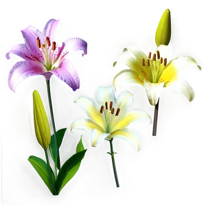Lily Flower Transparent PNG 05252024
