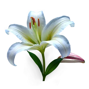 Lily Flower Transparent PNG Rng41 PNG