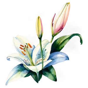 Lily Flower Watercolor PNG 06272024