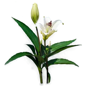 Lily Stem PNG 45 PNG